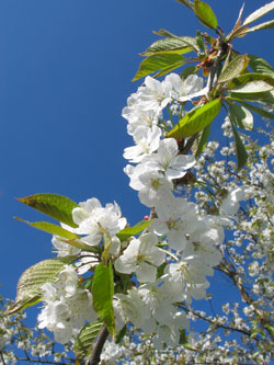 Kirschblüte werder 03